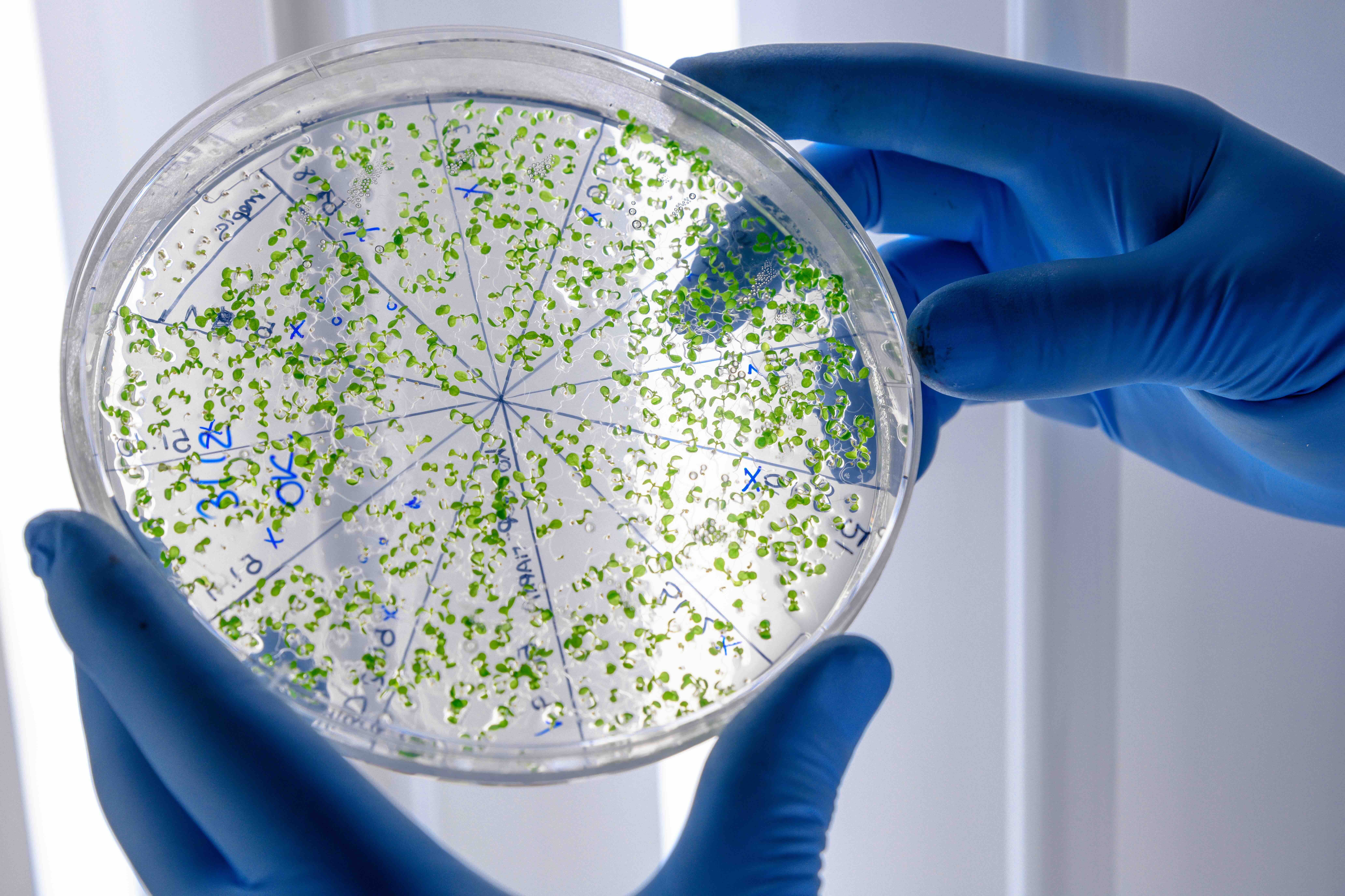 laboratory-worker-examining-green-substance-petri-dish-while-conducting-coronavirus-research.jpeg